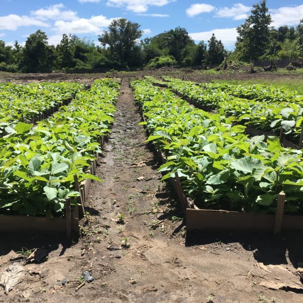 Teak-seedlings-at-the-nursery-2048x1536